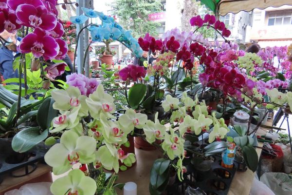 迎春賞花添年味　2026金馬奔騰迎春花市暨花展　勞工公園熱鬧登場1